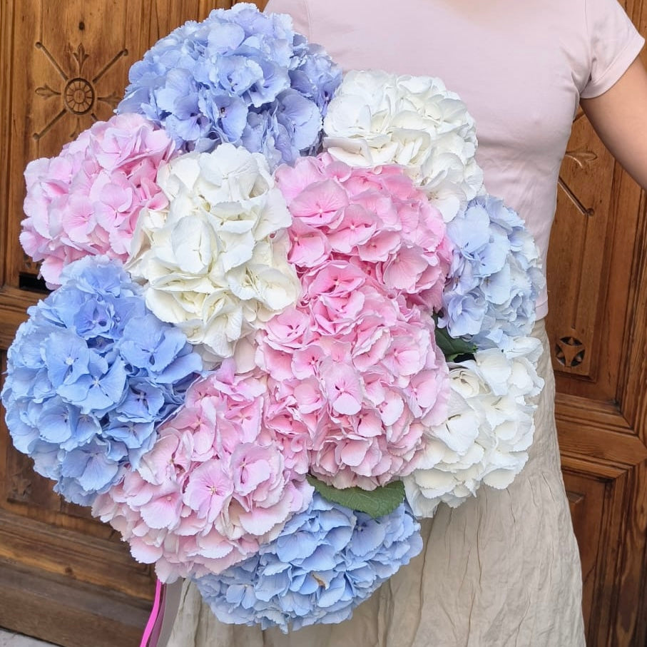 Hortensias XXL
